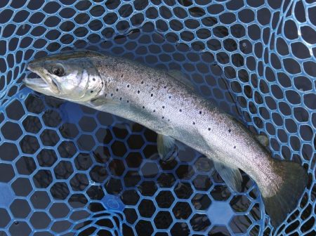 ひれピンニジマス連発！ ～フィッシング母袋～